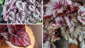 Begônia rex guia definitivo dos especialistas para cultivo perfeito