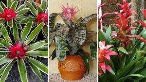 Bromélias: 7 espécies exuberantes para um jardim tropical perfeito