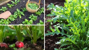 Os vegetais que crescem rápido para cultivar em sua horta caseira