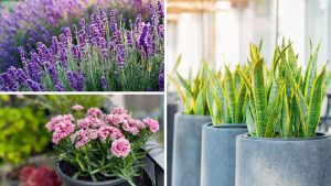 Plantas para jardim externo: 7 espécies resistentes que transformam seu paisagismo