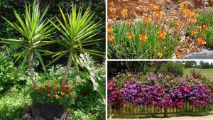 Plantas para sol: 10 espécies resistentes que vão transformar seu jardim