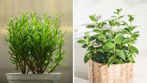 Pulgas e carrapatos? Essas 2 plantas vão resolver seu problema de forma natural