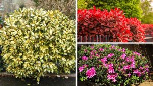 Você não vai acreditar nesses arbustos que fazem qualquer jardim parecer de revista!