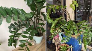 Zamioculca murcha 5 truques caseiros recuperam em 1 semana