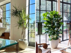 Árvores que Prosperam Dentro de Casa