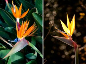 Ave-do-Paraíso Planta Incrível para 2025