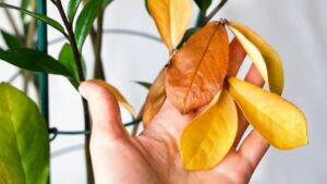 Como evitar plantas com folhas amarelas