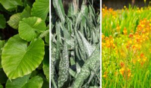 Folhagens para jardim