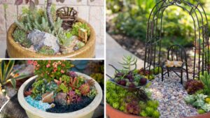 Menos é Mais! O Mini Jardim de Suculentas que Está Dando o Que Falar