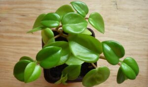 Peperomia obtusifolia planta cultivar