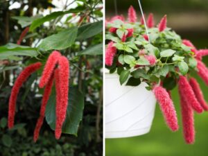 Planta Rabo-de-Gato segredos para cuidar