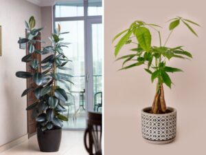 Plantas da sorte para atrair boas vibrações para sua casa
