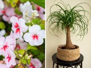 Plantas ornamentais incríveis para seu jardim