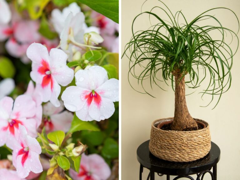 Plantas ornamentais incríveis para seu jardim