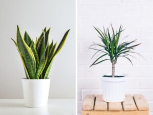 Plantas para banheiros que trazem frescor sem luz natural