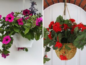 Plantas pendentes de sol segredo do efeito cascata perfeito