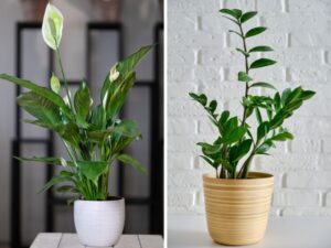 Plantas poderosas que limpam a energia negativa da sua casa