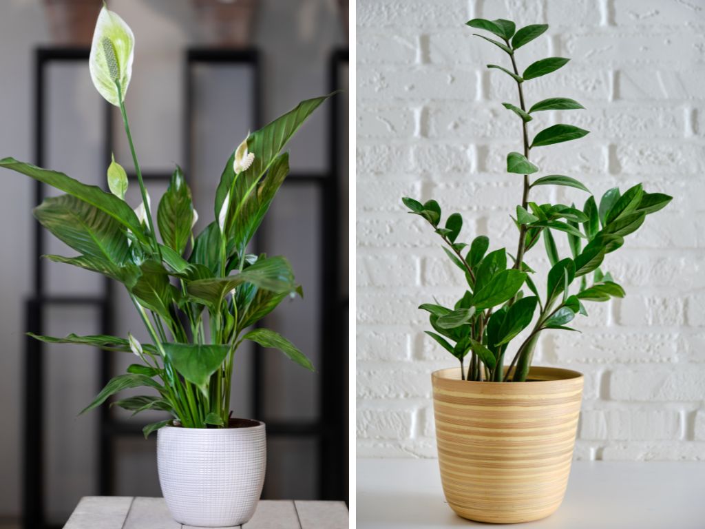 8 plantas poderosas que limpam a energia negativa da sua casa