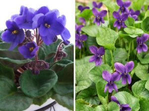 Tipos de violetas e segredos para cultivar