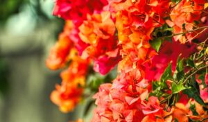 trepadeira três-marias